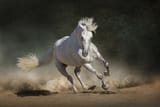 Mustang-Horse-Running