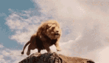lion-roar