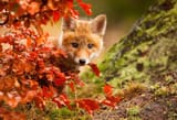 fox-2