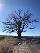 witness_tree
