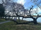 witness_tree_protection_program