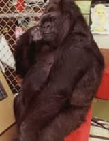 Koko