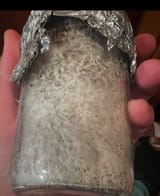 Moremush