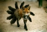 9_tailed_fox_by_sasuke0pro_d1eln89-fullview