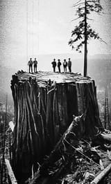 1890s logging