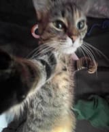 Catpunch