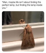 Special Lamp