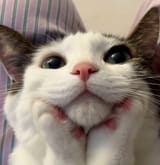Awh