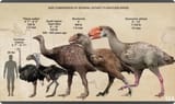 The amazing and terrifying size of the Terrorbird - (Phorusrhacids 