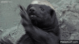 honey-badger