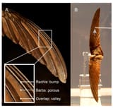 feathers-and-wing-structure-crucial-in-bird-aerodynamics-4