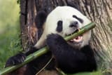 Panda-Bamboo_Panda-Quiz_KIDS_1021