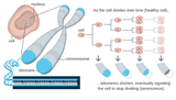 Telomere