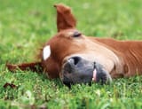 horsesleeping