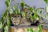 REFO_24-84-148-149-150-152-153_Red-Fox8_Jun24_DC-2