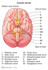 21998-cranial-nerves