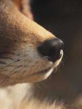 sniffa