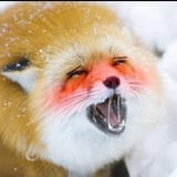 fox_ahegao_by_vanyagus_dewzo11-fullview
