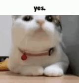 yescat