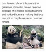 this-panda-mimicked-humans-after-seeing-them-break-bamboo-v0-bwu3k38ja18e1