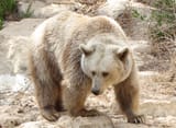 gobi_bear_1