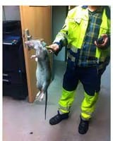 rat