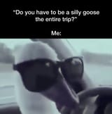 Silly Goose