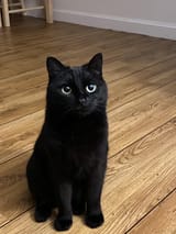 blackcat