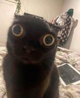 i-think-i-have-found-the-funniest-black-cat-pic-v0-a4llkyttsknd1