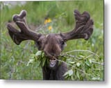 funny-awkward-moose-eating-branches-green-mountain-exposure