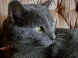 grey cat
