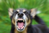 barking-dog