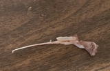 bone