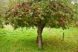 treeofapple