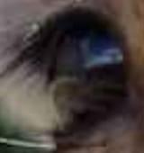 deer eye