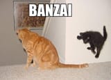 banzai-cat