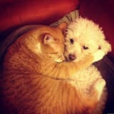 cat hugging dog