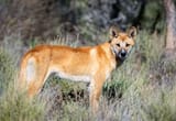 Dingo
