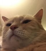 Dismissive cat