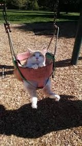 output ( hes swinging(not the sexual kind))