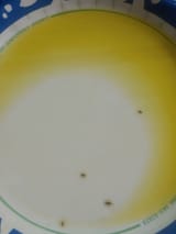 gnats
