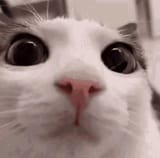 1111