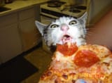 598c3cf34b823c461ac5455f43cc5304--pepperoni-pizza-cat-1897385228