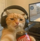 CaT GO
