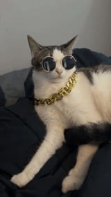 output cat chain