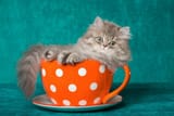 happy caturday~