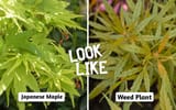 Japanese-maple-VS-WEED-1-728x455
