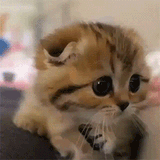 caturday isn&#039;t over yet it&#039;s only 6 pm est