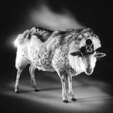 sheep