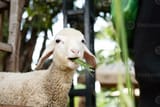 funny-lamb-at-petting-zoo-photo